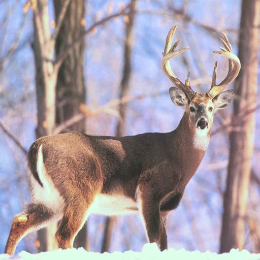Deer Calls and Hunting Tips