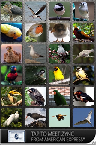 Bird Sounds FREE screenshot 2