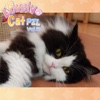 Lovely Cat Puz Vol.2