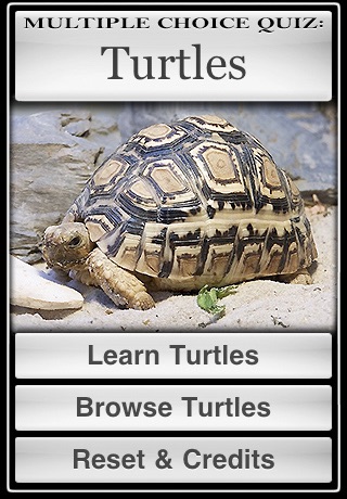 Turtles! screenshot 2