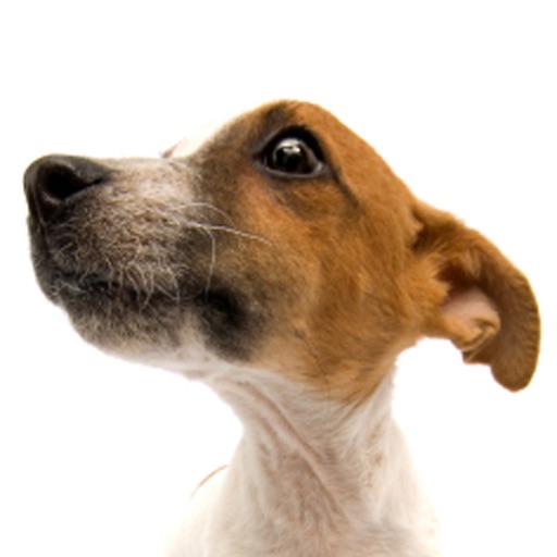 Jack Russell Terriers - Small Dog Series