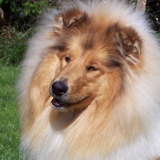 Collies Of Lady's Dream icon