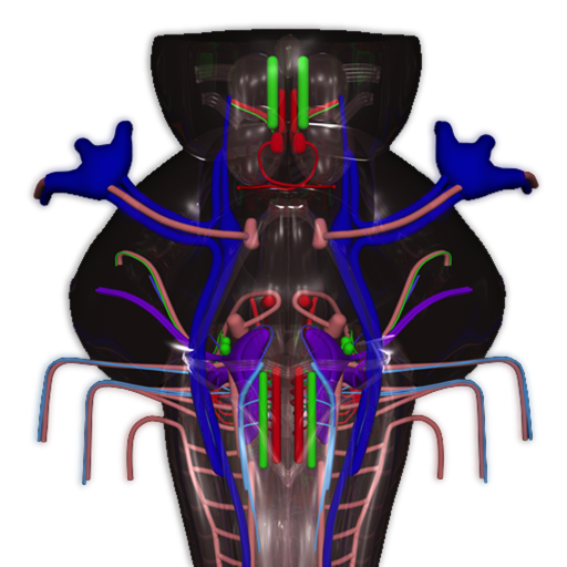 Interactive 3D Brainstem App