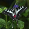 Rick's Flying Flowers - Wallpaper from Photographer Rick Sammon