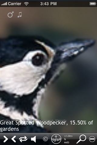 British Birds Lite screenshot-4