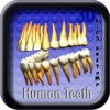 Kids Anatomy Human Teeth V2