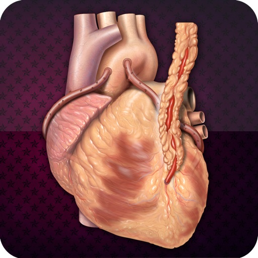 Visual CardioVascular System