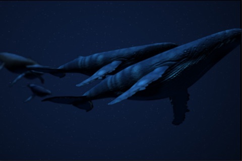 Whale Tunes screenshot 2