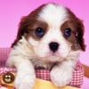 Cute Puppy Wallpaper