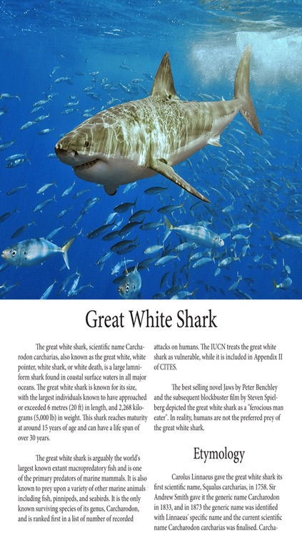 Sharks Magazine