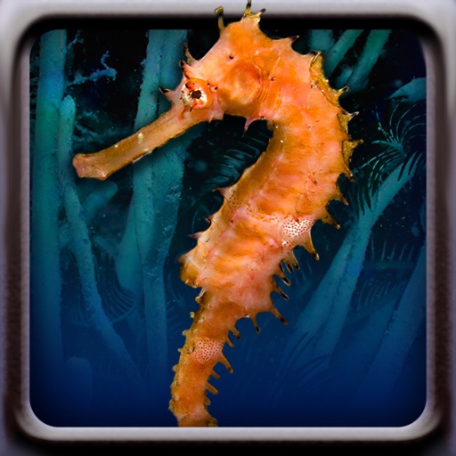 Sea Creatures! iOS App