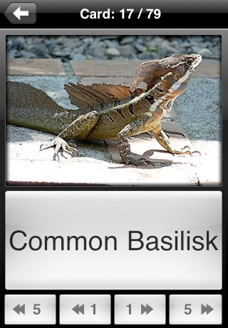 Lizard Flip: Flashcards of Dragons & Lizards screenshot 2