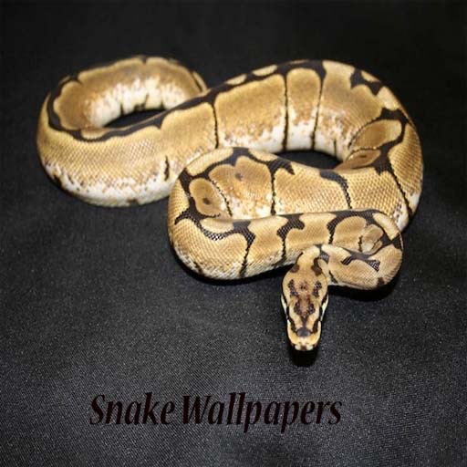 Snake Wallpapers icon