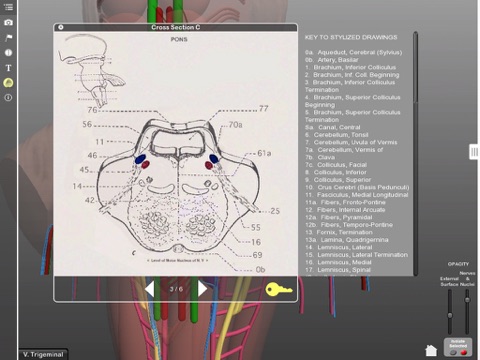 Interactive 3D Brainstem screenshot 3