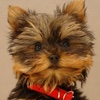 Yorkshire Terrier Book