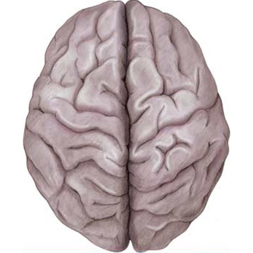 Anatomy of the Brain icon