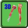 3D Human Leg & Upper Limb Muscle