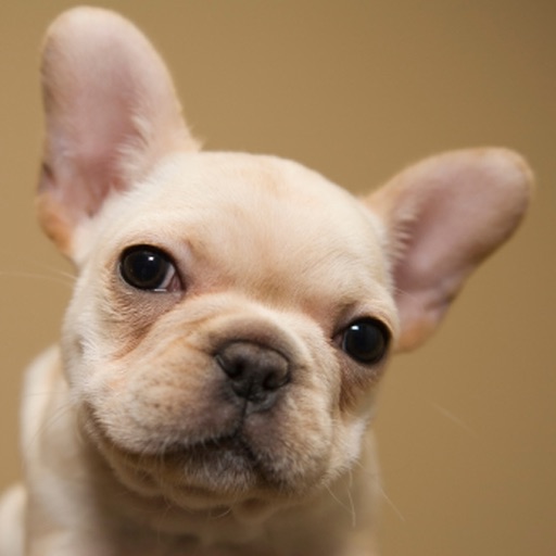 Frenchies - Cute French Bulldogs