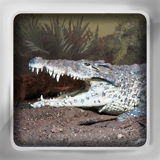 Reptile Flip: Flashcards of Reptiles Icon