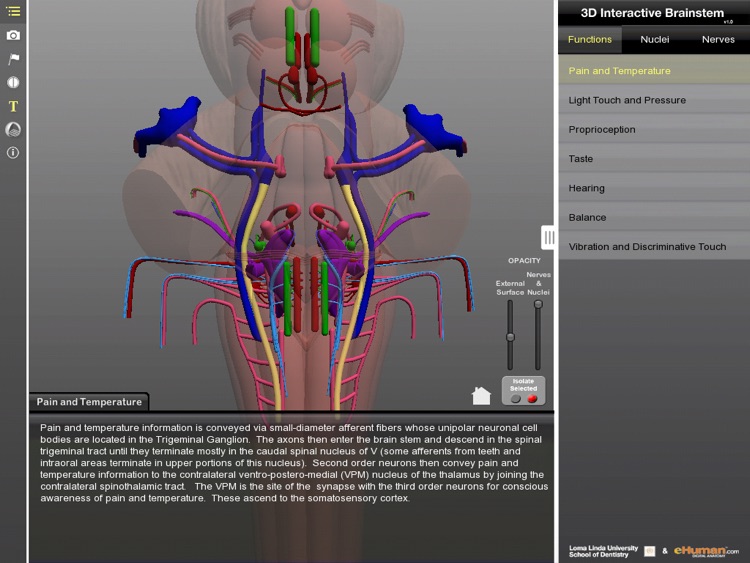 Interactive 3D Brainstem