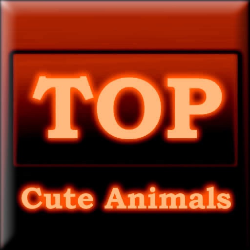 Top Ten Cute Animals