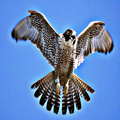 Peregrine Falcon - Bird of Prey