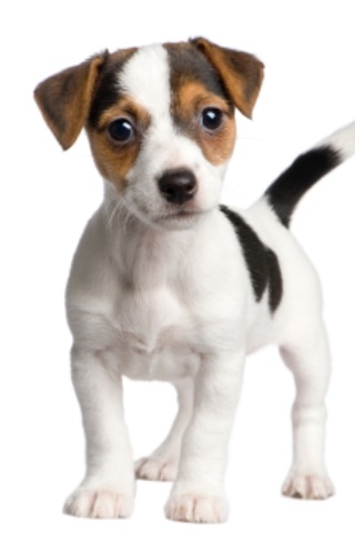 Jack Russell Terriers - Small Dog Series screenshot-3
