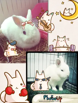 Screenshot 1 Nabbit Cam by PhotoUp - Cute  Rabbit Bunny Cat Stamps Photo Frame Filter Decoration App iphone