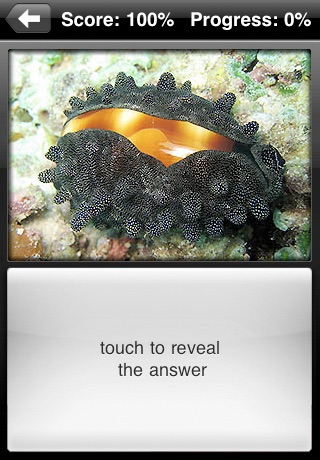 Seashell Flip: Flashcards of Sea Shells screenshot 4