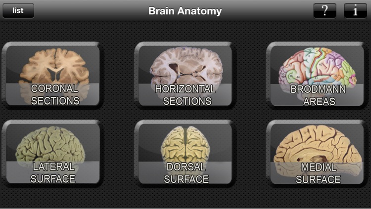Brain Anatomy