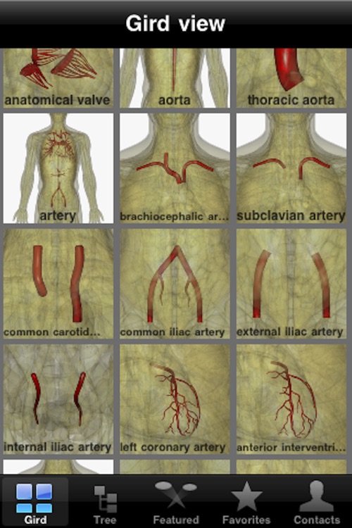 Anatomy of The Cardiovascular System