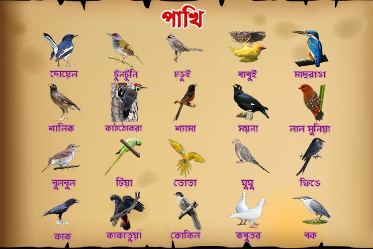 Bengali Birds by SmartMux Limited