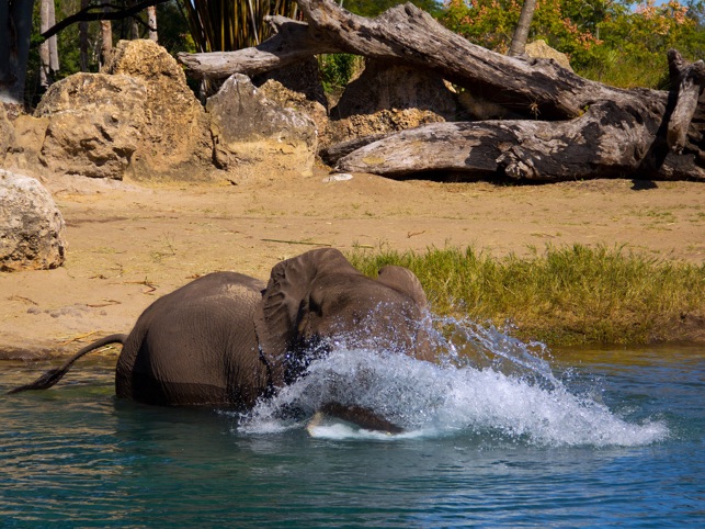 Animal Kingdom Wallpapers from Disney Photography Blog(圖3)-速報App