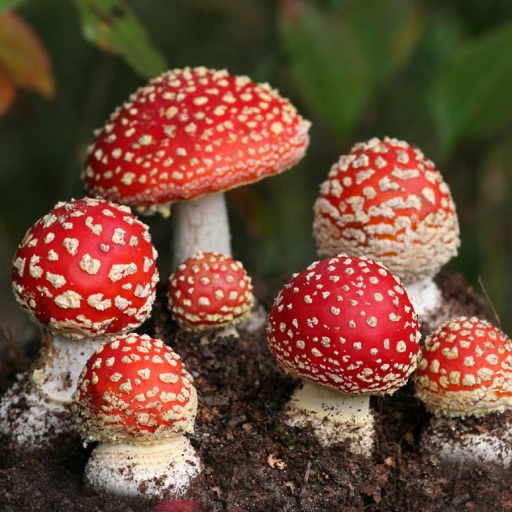 Mushroom Encyclopedia