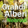 Grandi Alberi dei Nebrodi