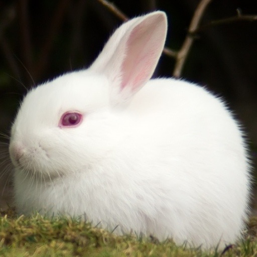 Rabbit**