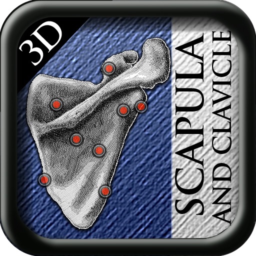 Scapula and Clavicle 3D icon