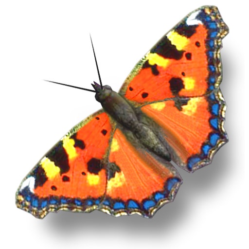 iButterfly FREE icon