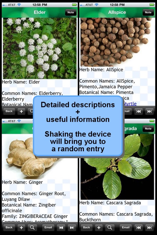 Medicinal Herbs Encyclopedia