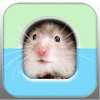 Hamstergram