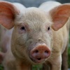 Hvad siger grisen og andre bondegårdsdyr
