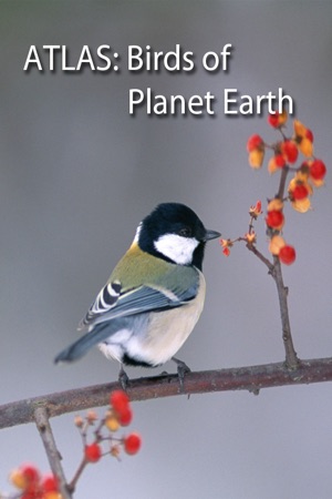 Birds on Planet Earth