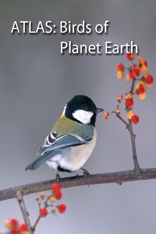 Birds on Planet Earth