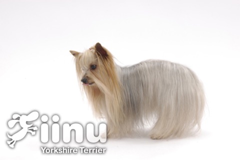 Look!YorkshireTerrier screenshot 3