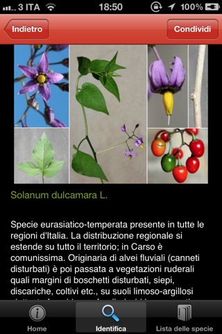 Flora interattiva del Sentiero Rilke e delle Falesie di Duino. I. Piante legnose screenshot 4