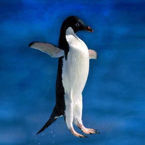 Pet the Penguins icon
