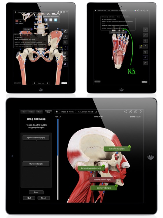 Muscle System Pro III