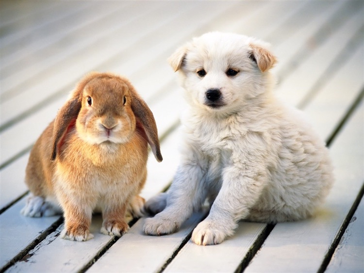Cute Puppy Wallpaper screenshot-3