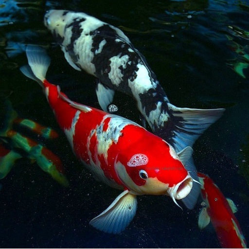 Koi Fish Guide