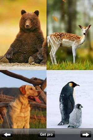 Animal Wallpapers & Images(圖2)-速報App